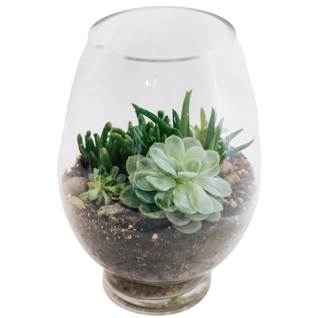 Michael - Mixed Seasonal Succulents In Open Terrarium
