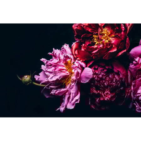 Moody Peony Gift Card