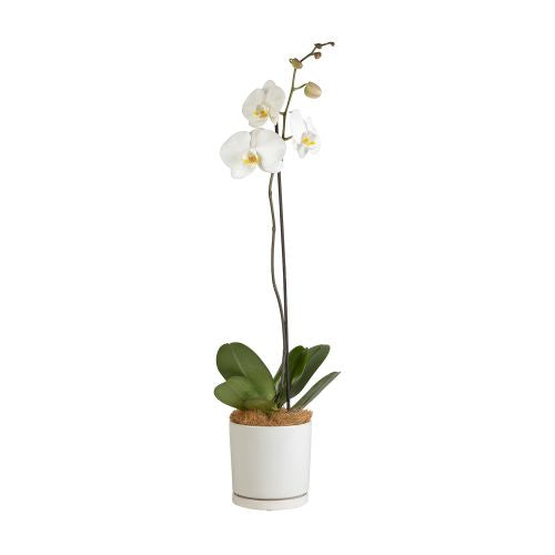 Moth Orchid - White Phalaenopsis Orchid Plant in Pot (Interflora)