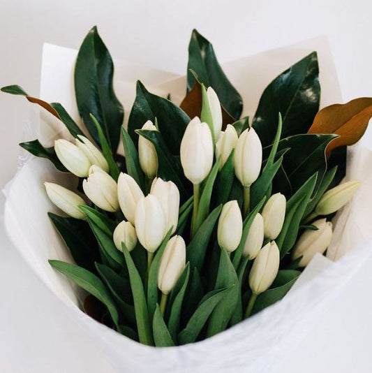 Robyn - White Tulip Bouquet Gift Wrapped