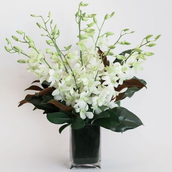 Softness - Elegant White Orchid Arrangement in Vase