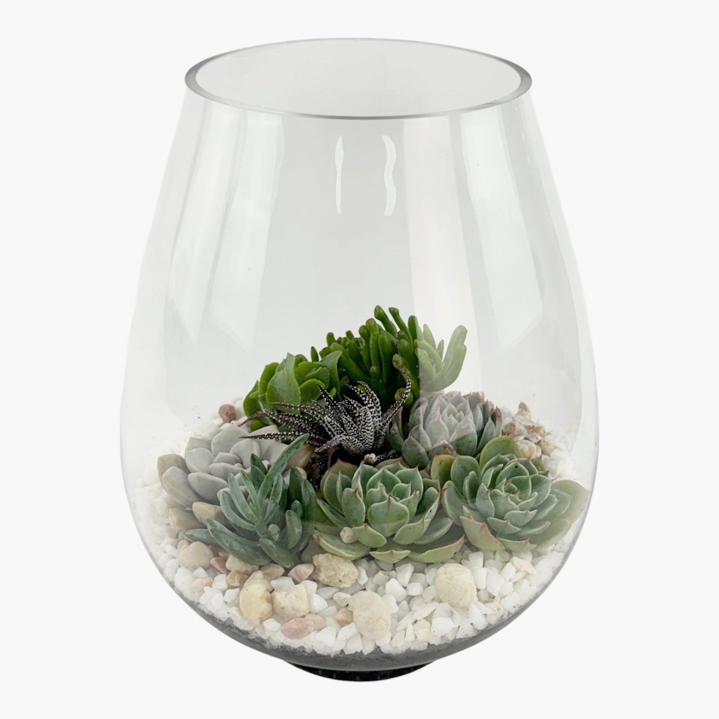Michael - Mixed Seasonal Succulents In Open Terrarium