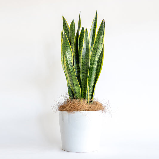 Zayne - Snake Plant in Ceramic Pot
