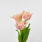 frilled pink tulip flower plant
