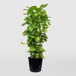 Large Devils Ivy plant in pot