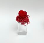 Red Preserved Rose