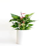 Anthurium gift plant