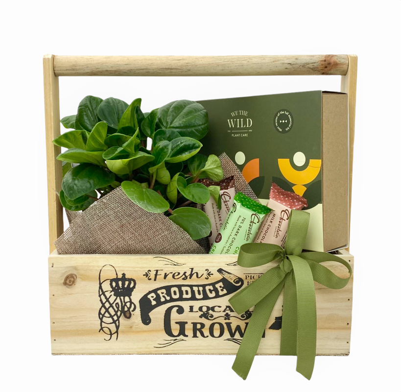 Plant hamper with Plant Care Kit and Chocolatier chocolates. Same day Melbourne delivery.