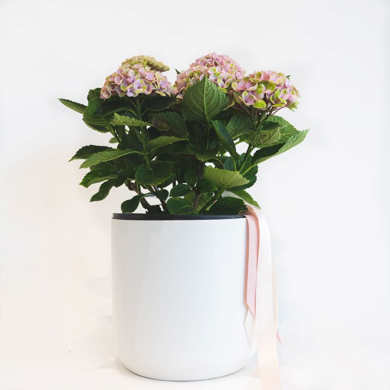 Hydrangea gift plant in ceramic pot - Same day Melbourne delivery only.