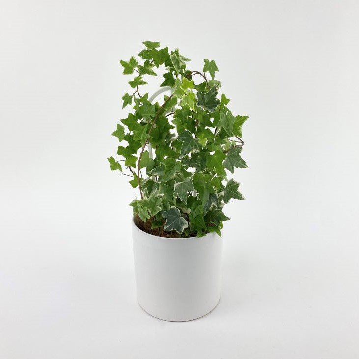 Trailing Ivy Gift Plant - Melbourne delivery Only