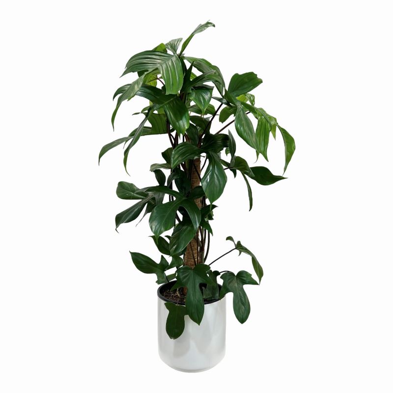 Zoran - Large Philodendron Squamiferum Indoor plant with ceramic pot