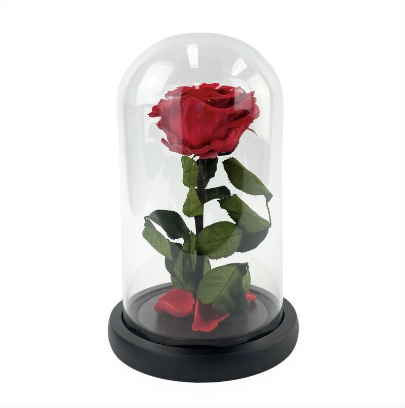 Constance -Preserved rose in glass dome, lasts over one year! Melbourne delivery only.