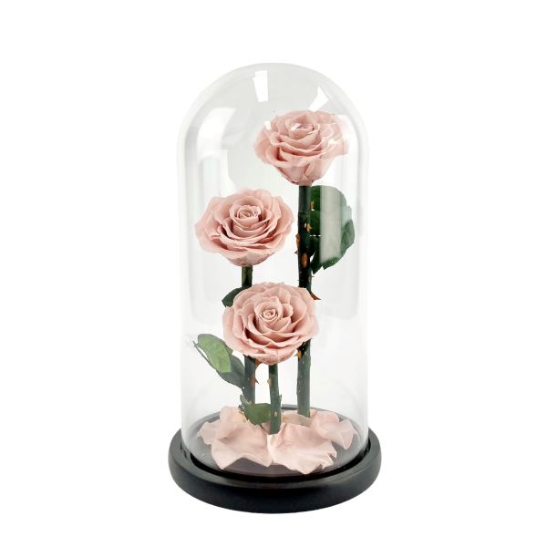 Preserved eternal pink roses in glass dome .... lasts at least a year.