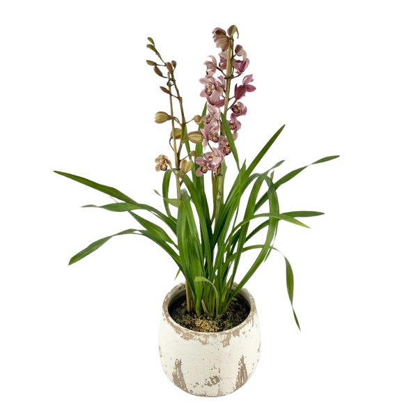 Cymbidium orchid plant, single, double, triple spikes for same day Melbourne delivery.