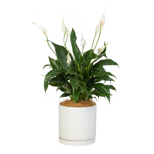 White Peace Lily, indoor plant with ceramic pot.