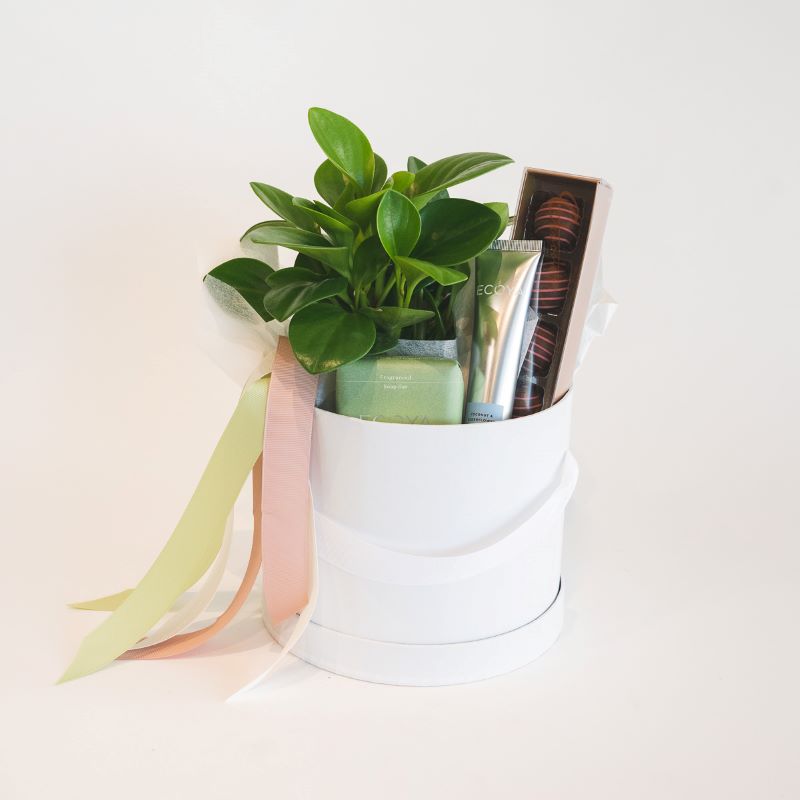 Gift hatbox with Peperomia plant, ecoya hand rinse and soap and chocolatier chocolates.