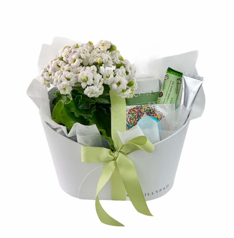 Kelly - Potted plant with Ecoya Candle, Chocolates and Hand Lotion