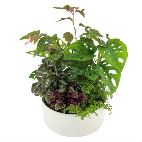 Beautiful assortment of indoor plants arranged into a large low ceramic pot lined with moss. Melbourne delivery only.