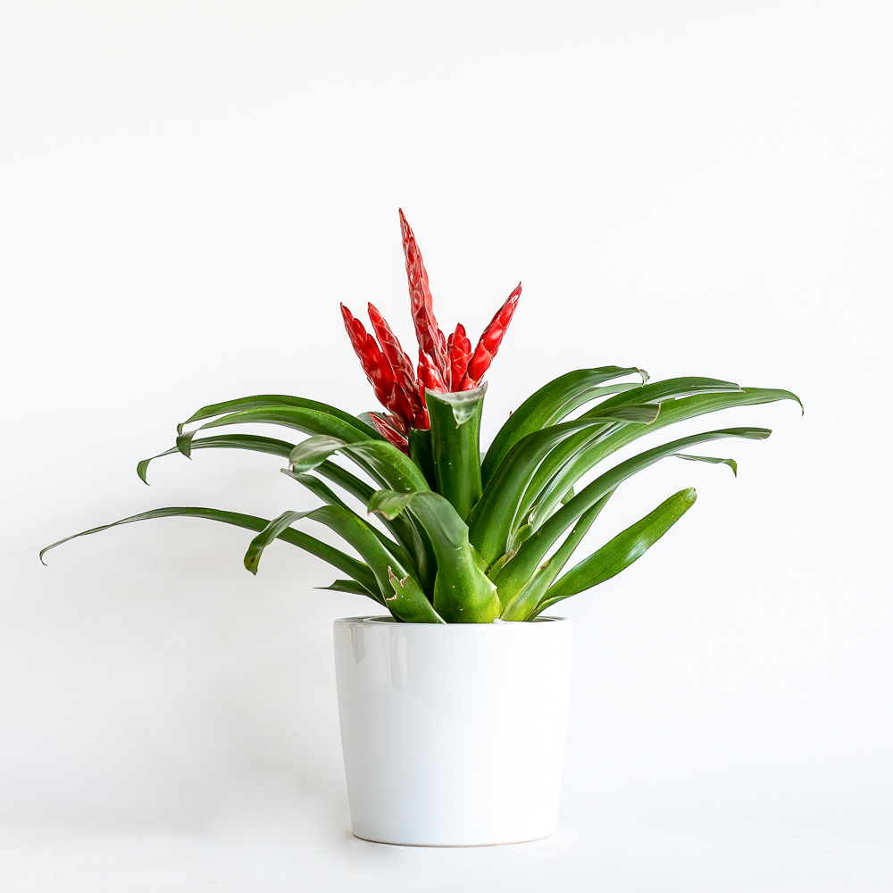 Red bromeliad plant in hessian bag. Perfect gift idea for the house warming present.