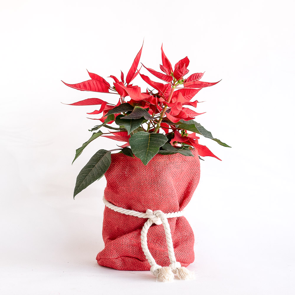 Red poinsettia pot plant christmas gift.