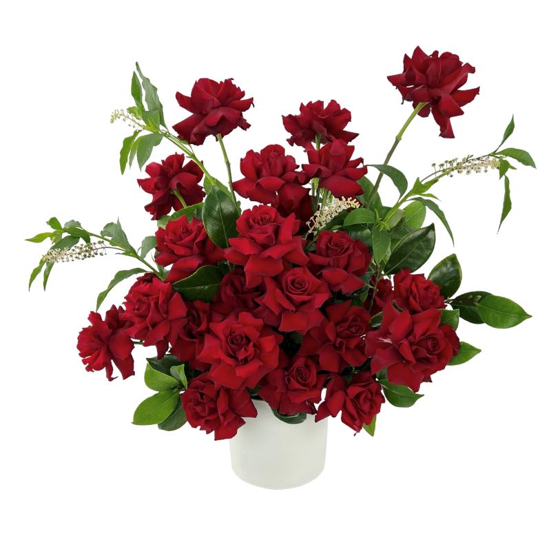 Premium large red rose arrangement with reflexed petals for a luxurious display.