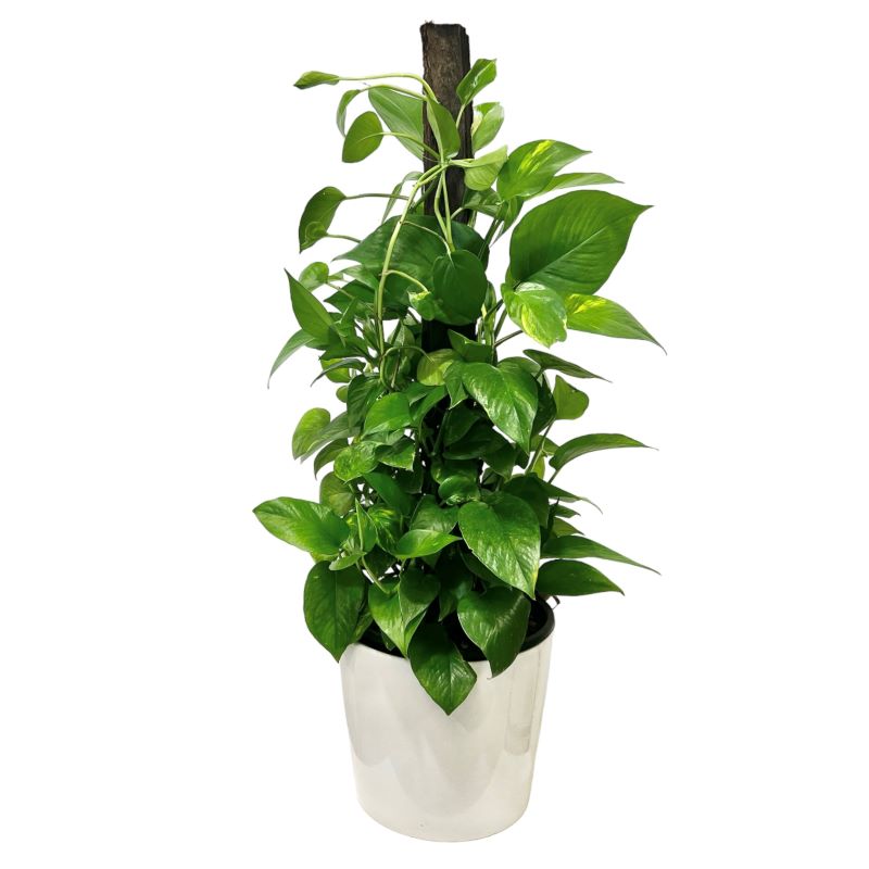Indoor devils ivy plant available for same day delivery in Melbourne.