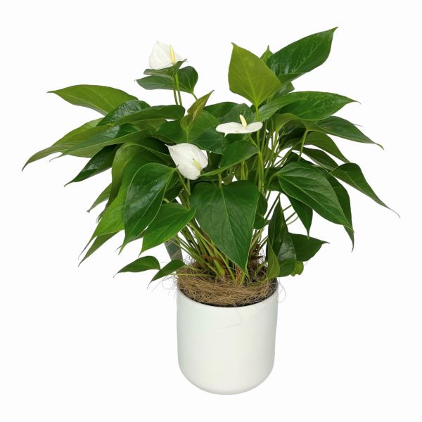 Farris White Anthurium Plant