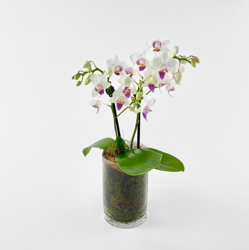 Mini Popcorn Phalaenopsis Plant in Clear Moss Lined Vase.