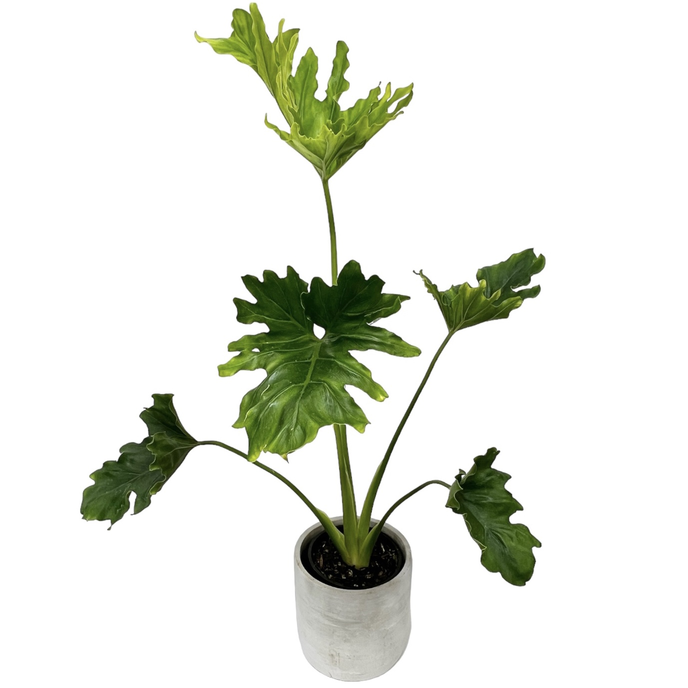 Triple stem phalaenopsis plant in ceramic pot - Melbourne delivery only