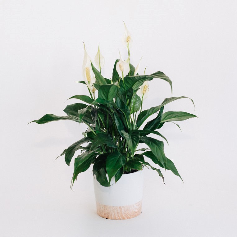 Hope - Peace lily (Madonna) plant in white ceramic vase available for Melbourne delivery.