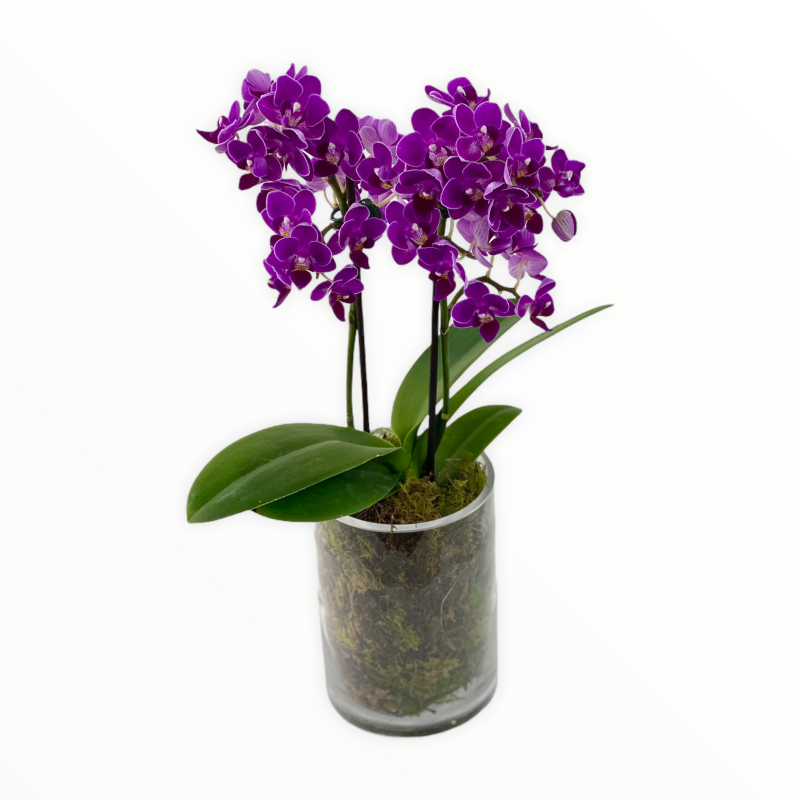 Small Phalaenopsis pot plant Same day Melbourne delivery
