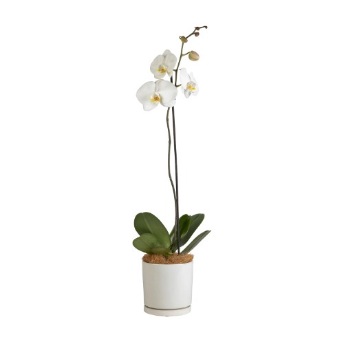 Moth Orchid in ceramic pot available for same day delivery in Melbourne or Australia wide with Interflora Flowers.