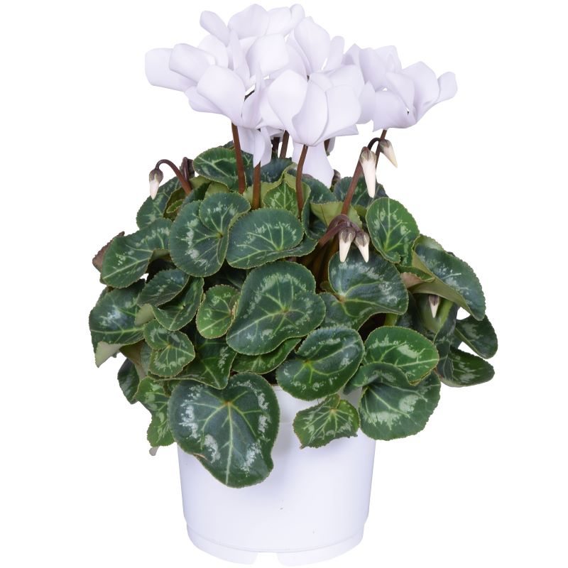 Cyclamen plant in ceramic pot gift, available in white, pink or red - Melbourne delivery only