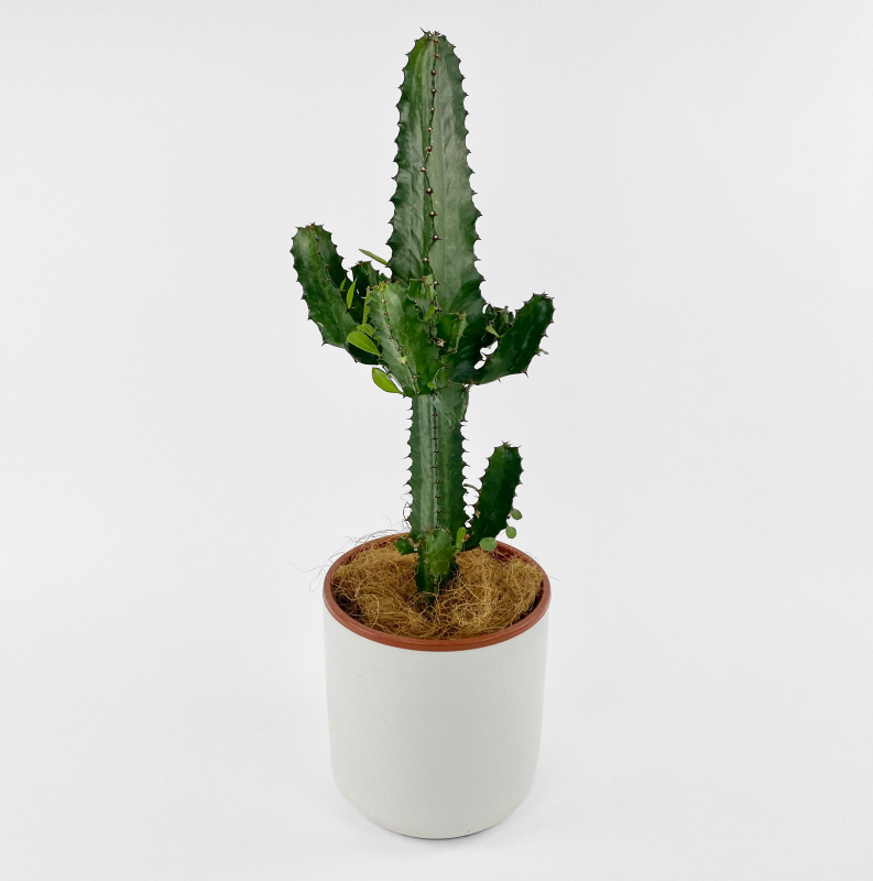African milk tree - Euphorbia Trigona, cactus looking succulent plant in ceramic pot.
