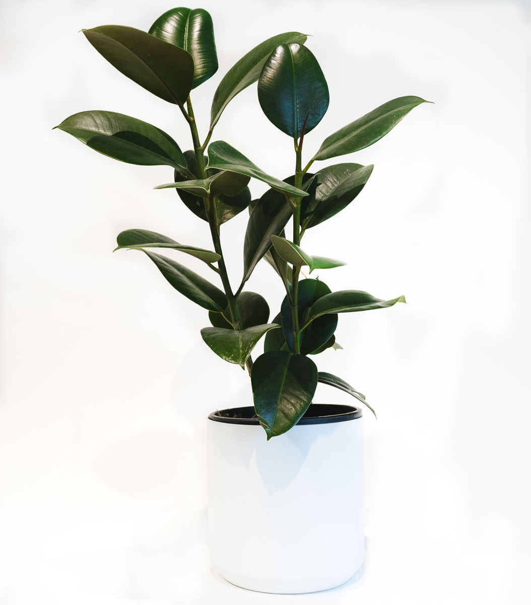 Rubber plant available for Melbourne delivery. Gift wrap or ceramic pot presentation.