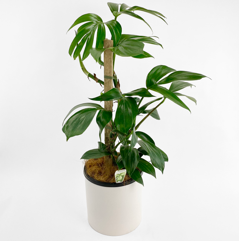 Dragon tail plant in ceramic pot, available for same day Melbourne delivery